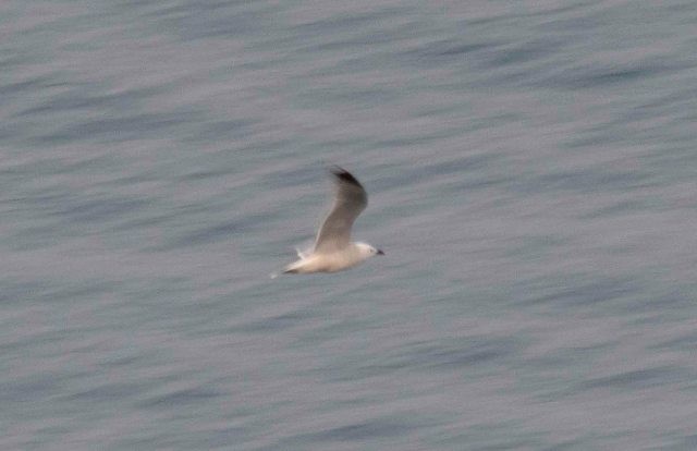 Audouin's Gull - ML635934165