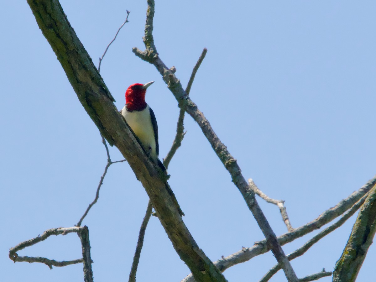 Red-headed Woodpecker - ML635934182
