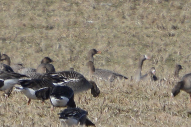 Taiga/Tundra Bean-Goose - ML635934309
