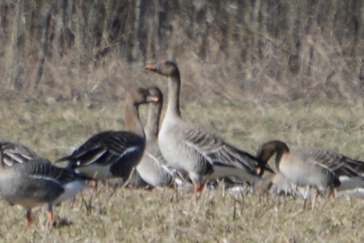 Taiga/Tundra Bean-Goose - ML635934310