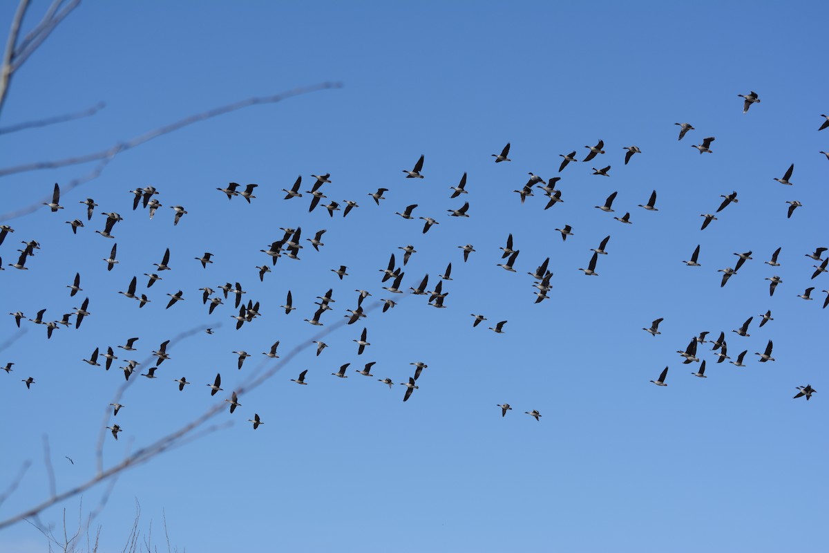 Taiga/Tundra Bean-Goose - ML635934311