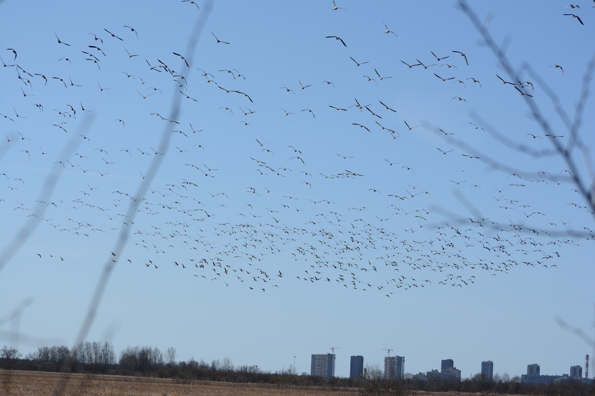 Taiga/Tundra Bean-Goose - ML635934312