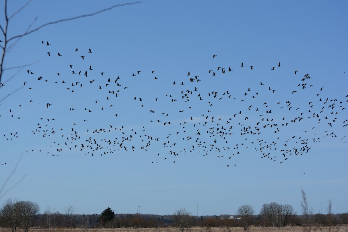 Taiga/Tundra Bean-Goose - ML635934314