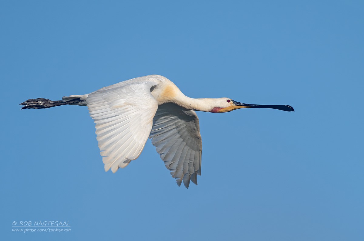 Spatola - ML635934362