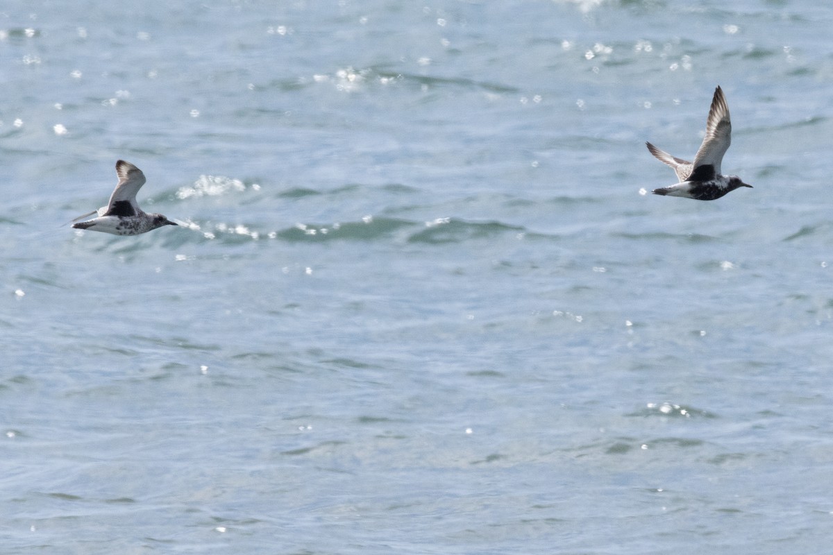 Black-bellied Plover - ML635934418