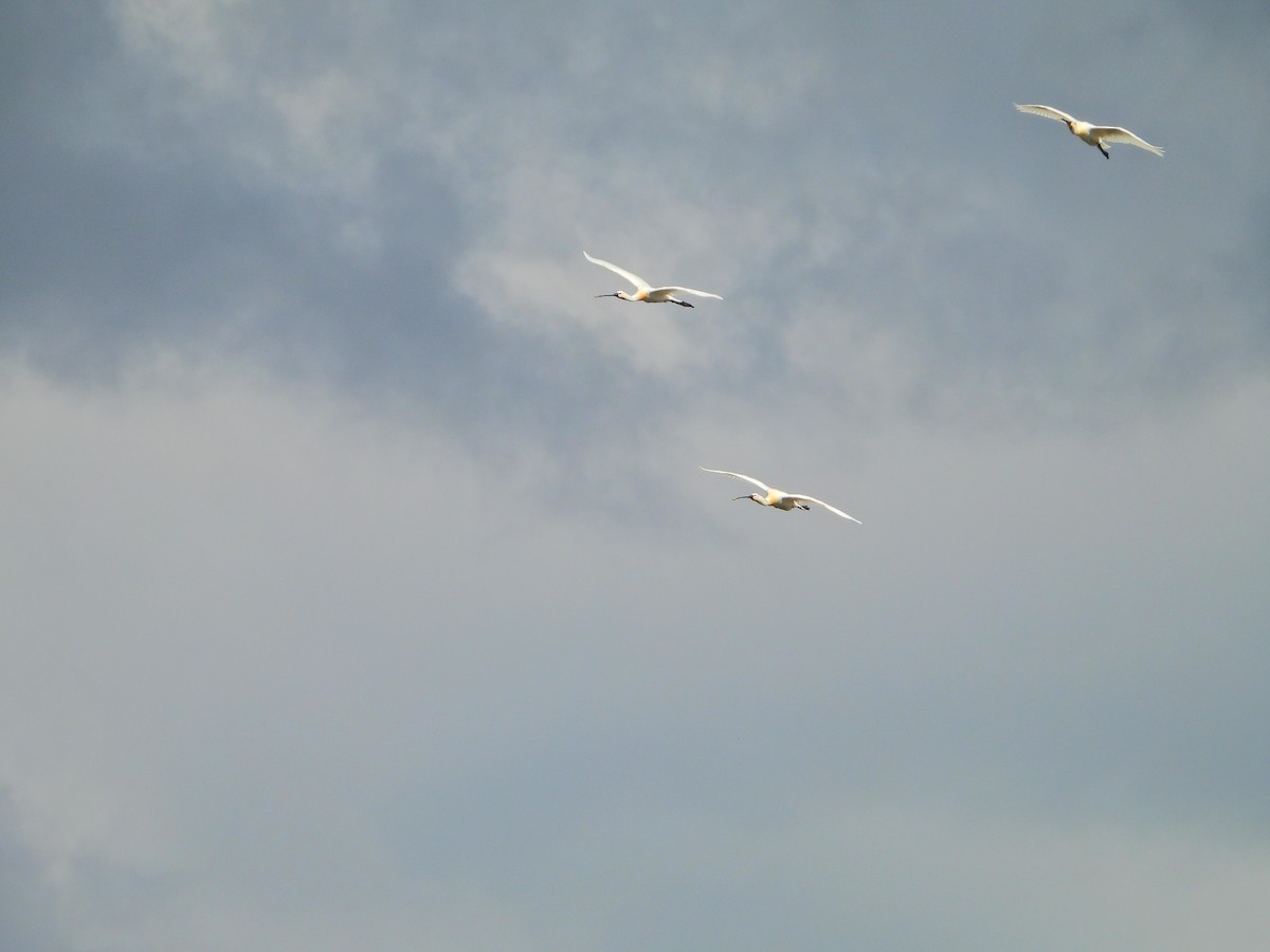 Eurasian Spoonbill - ML635934445