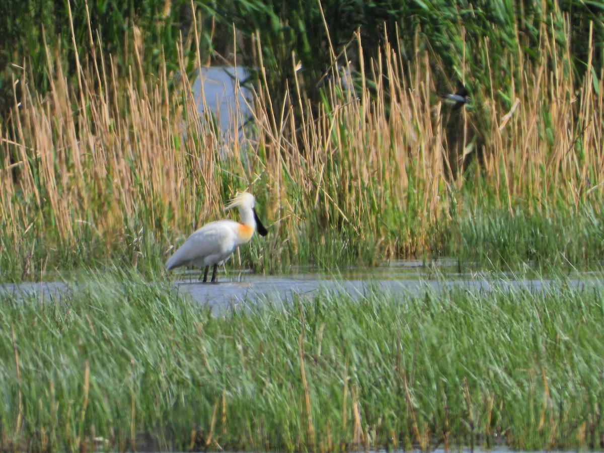 Eurasian Spoonbill - ML635934462