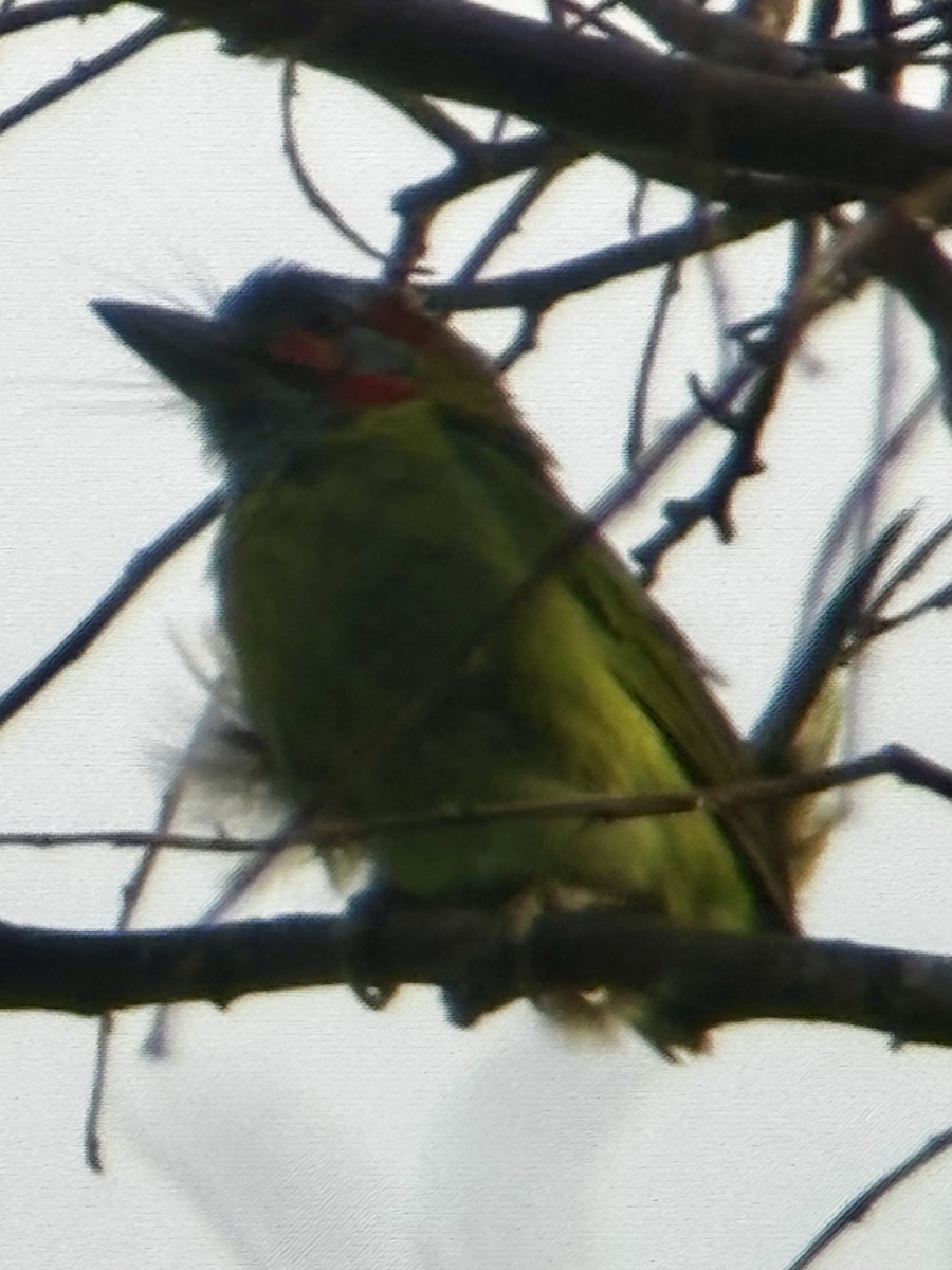 Blue-eared Barbet - ML635934675