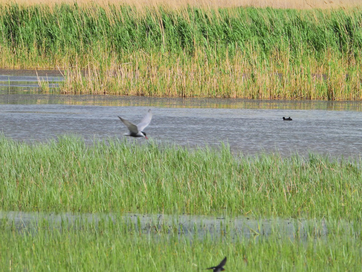 Whiskered Tern - ML635934731