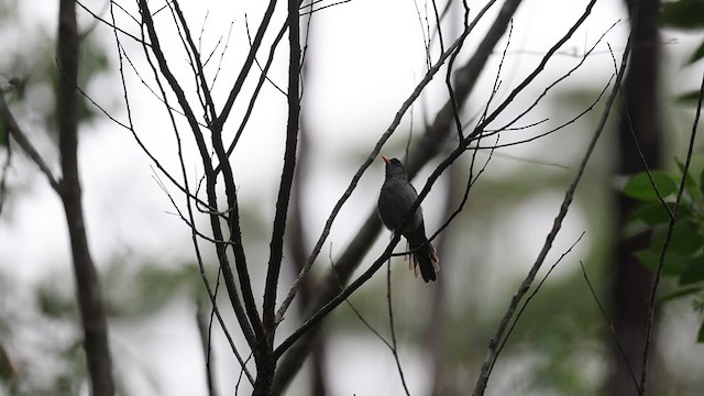 Горована мадагаскарська - ML635934749