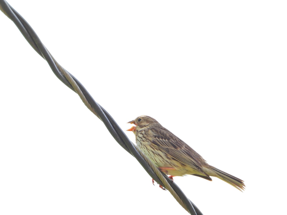 Corn Bunting - ML635934750