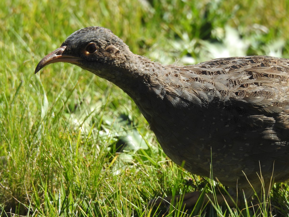 Tataupa Tinamou - ML635934801