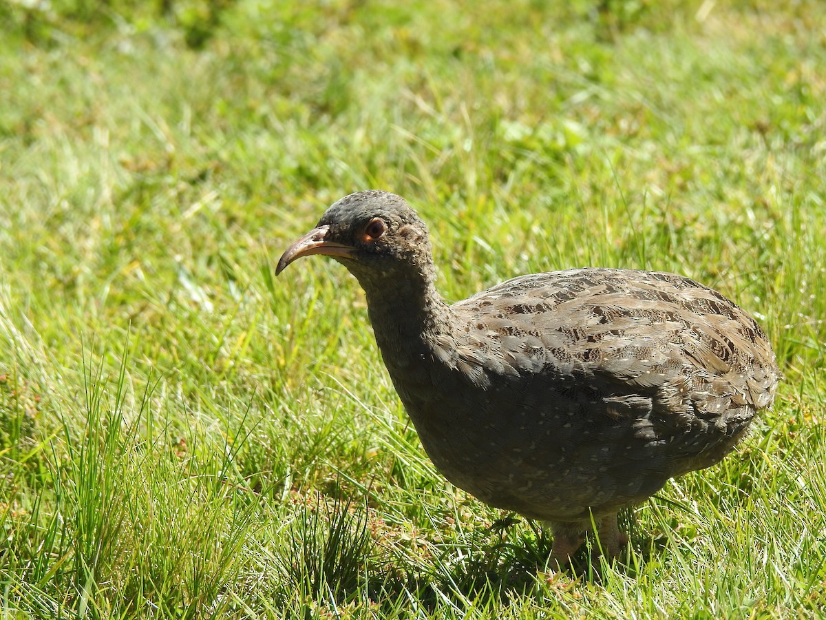 Tataupa Tinamou - ML635934803