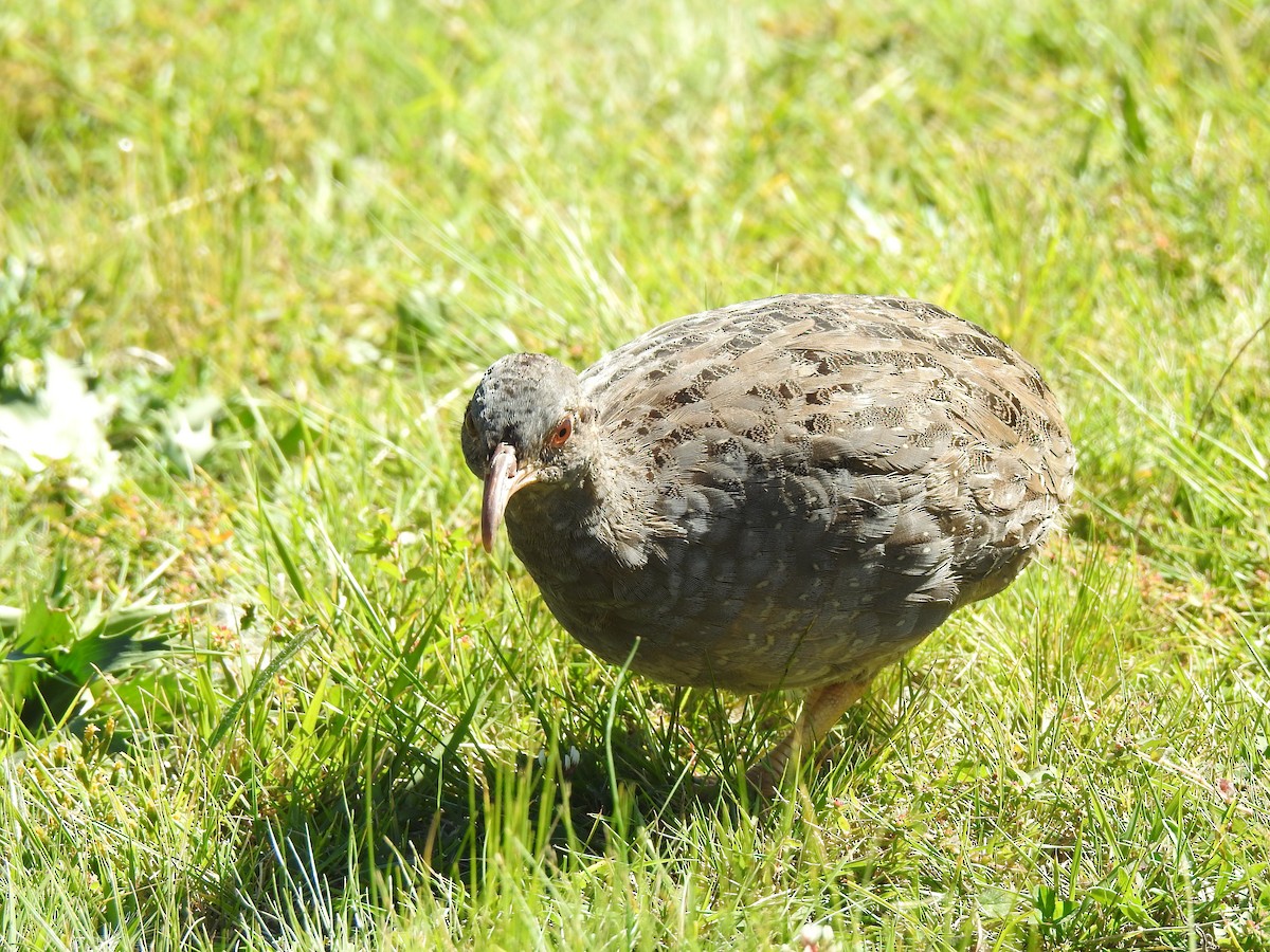Tataupa Tinamou - ML635934804