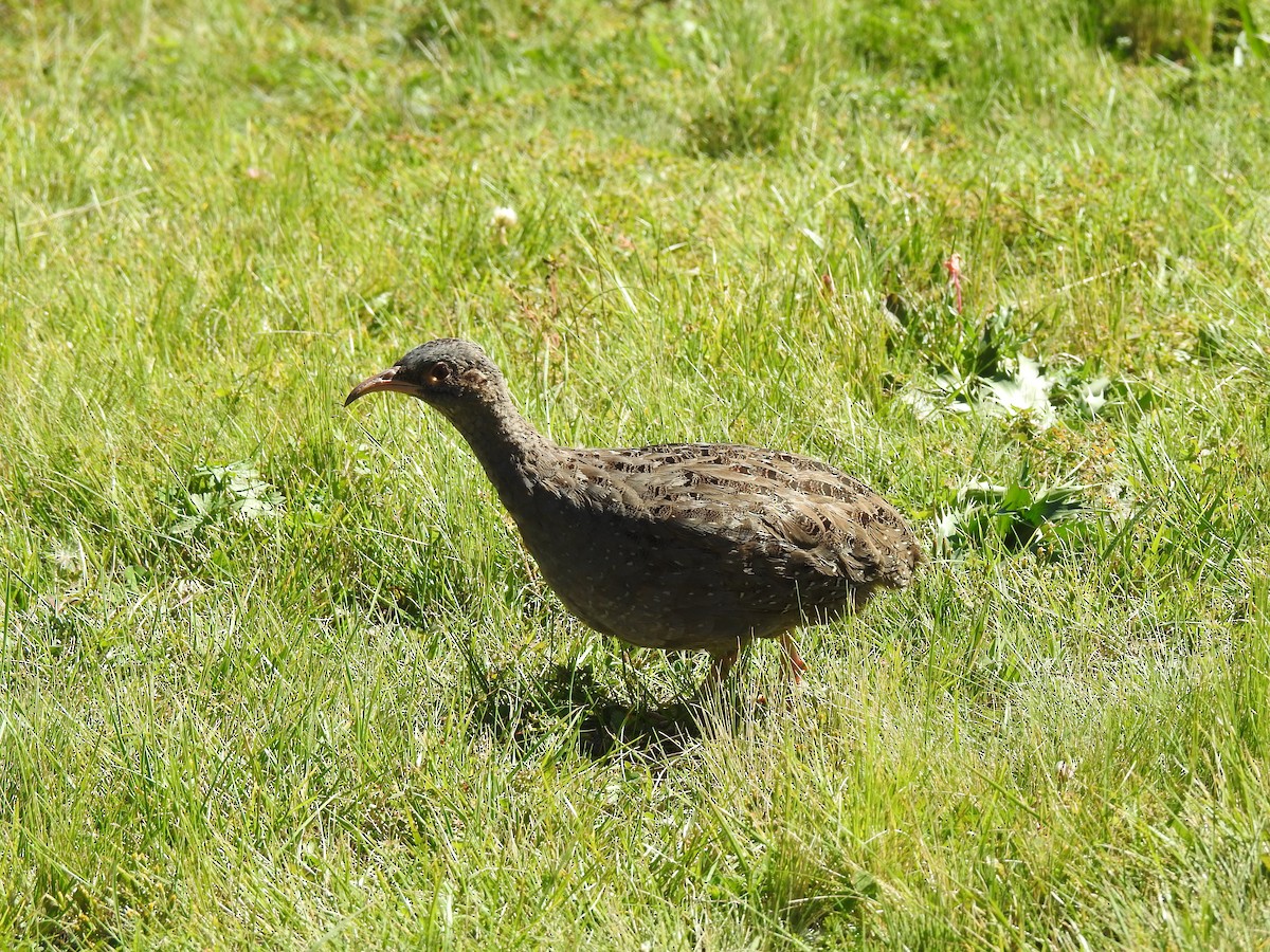 Tataupa Tinamou - ML635934805