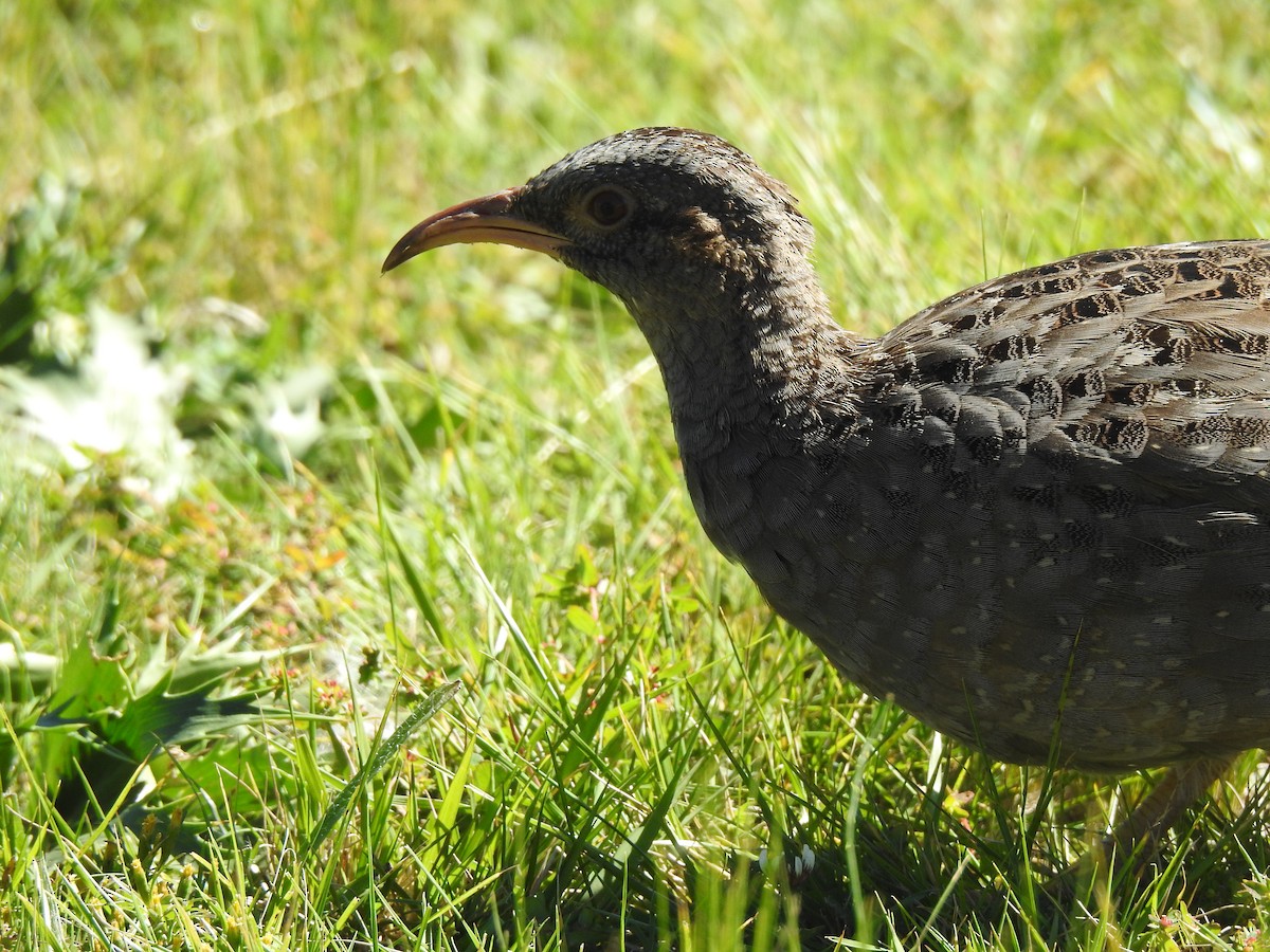 Tataupa Tinamou - ML635934806