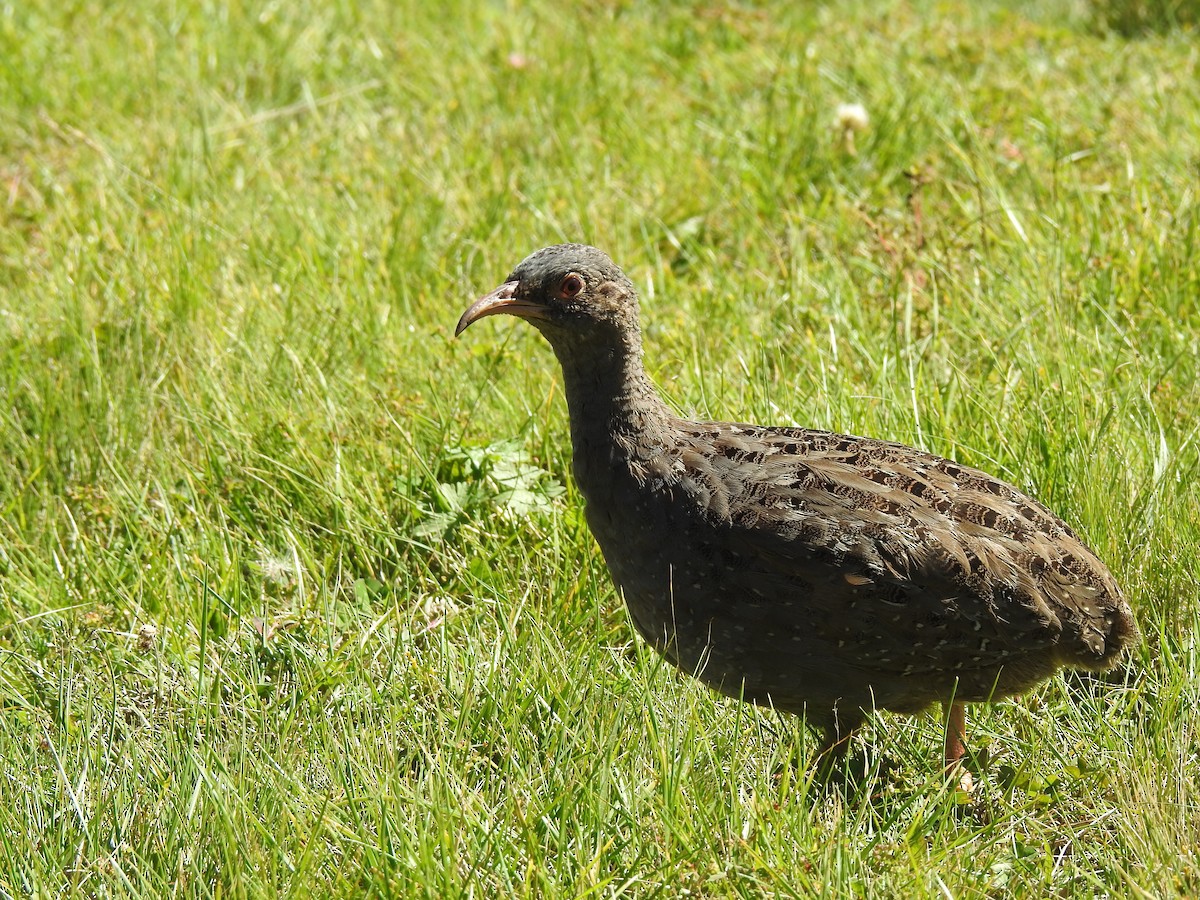 Tataupa Tinamou - ML635934813