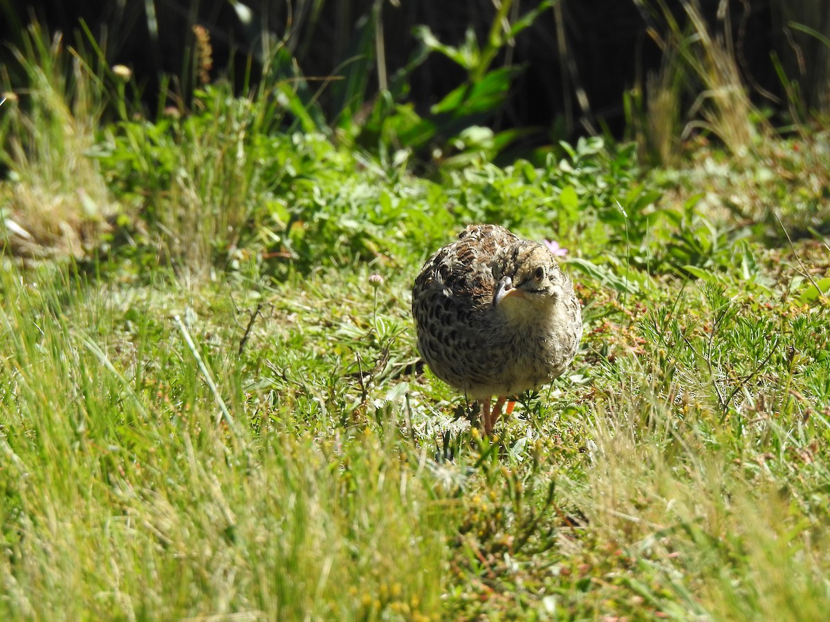 Tataupa Tinamou - ML635934827