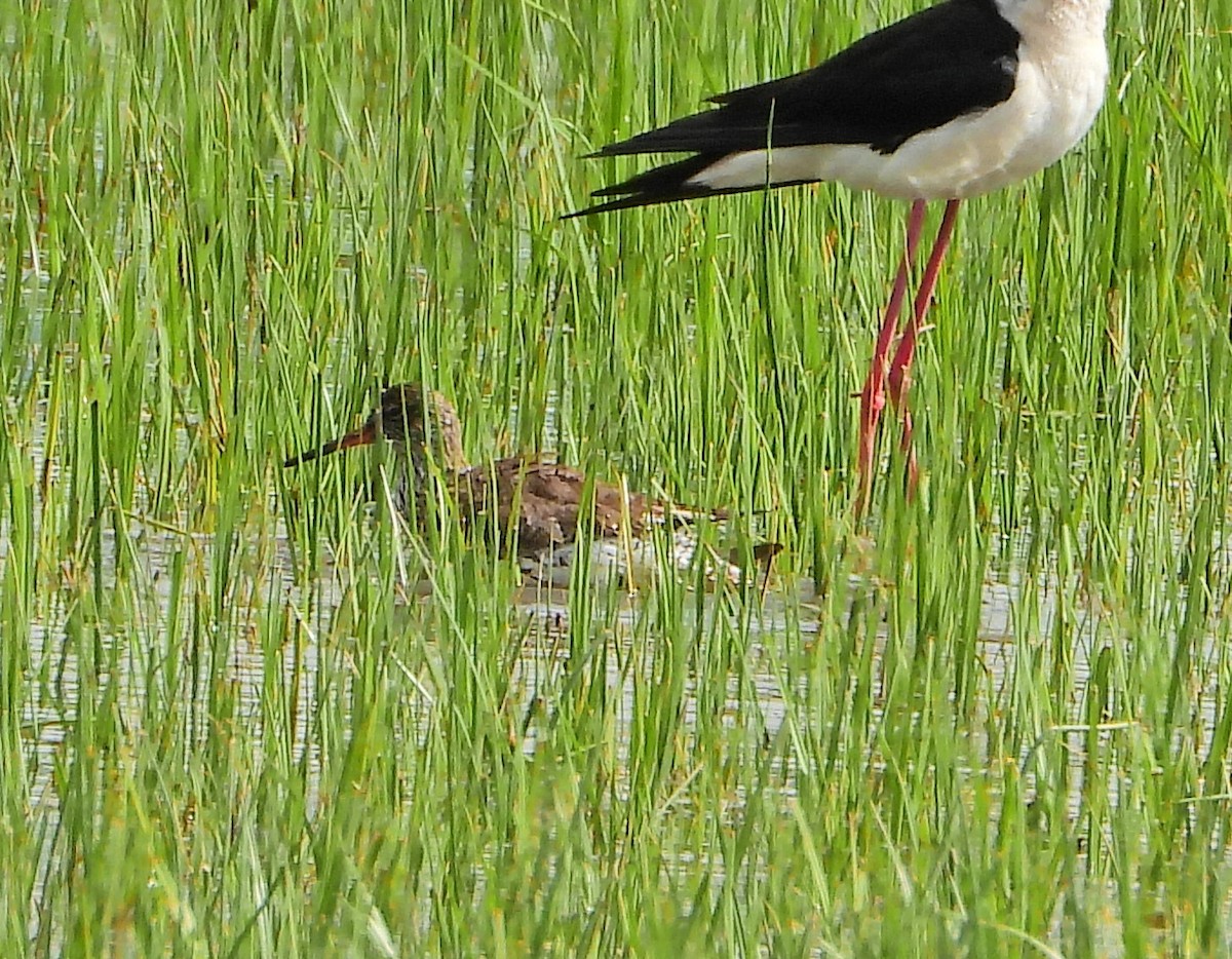 Common Redshank - ML635934832