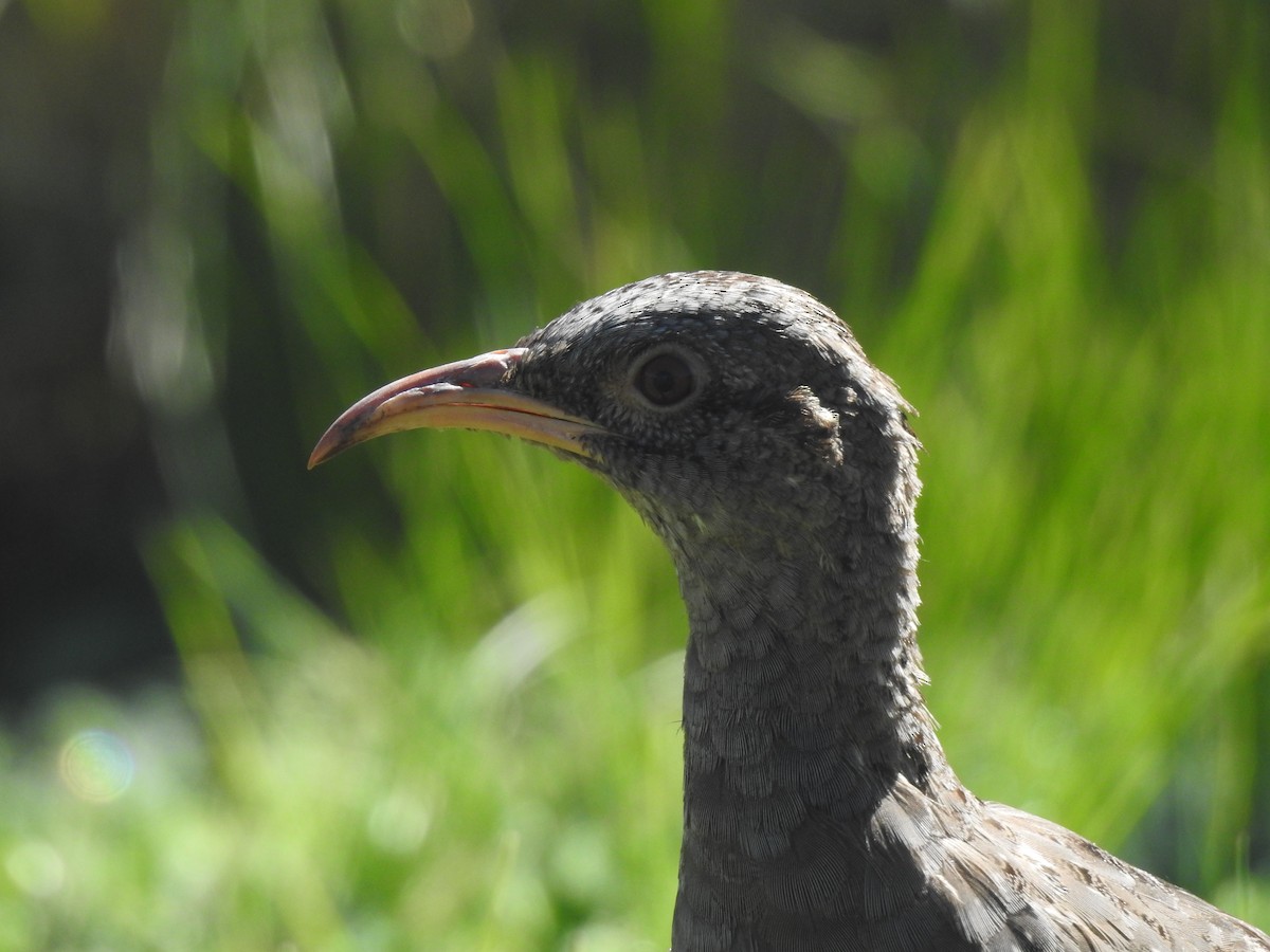 Tataupa Tinamou - ML635934833