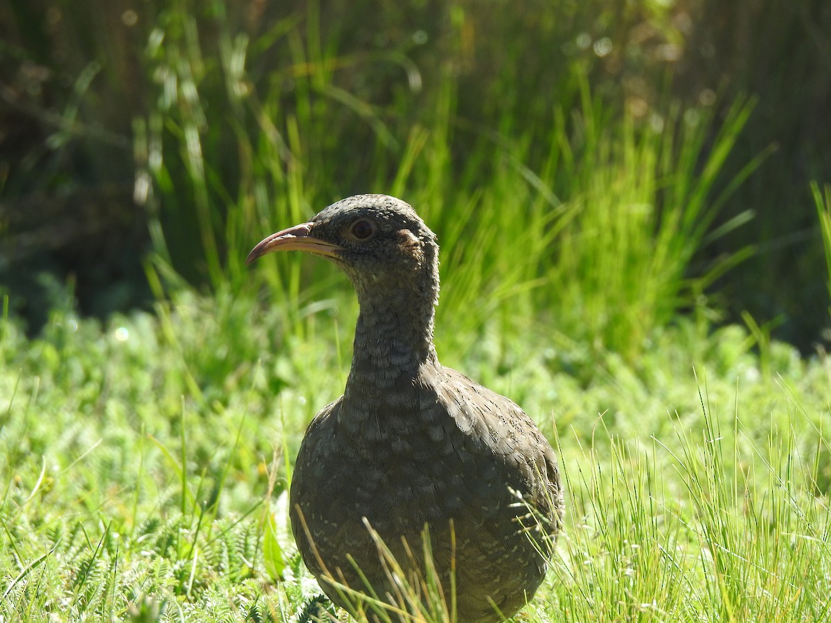 Tataupa Tinamou - ML635934834