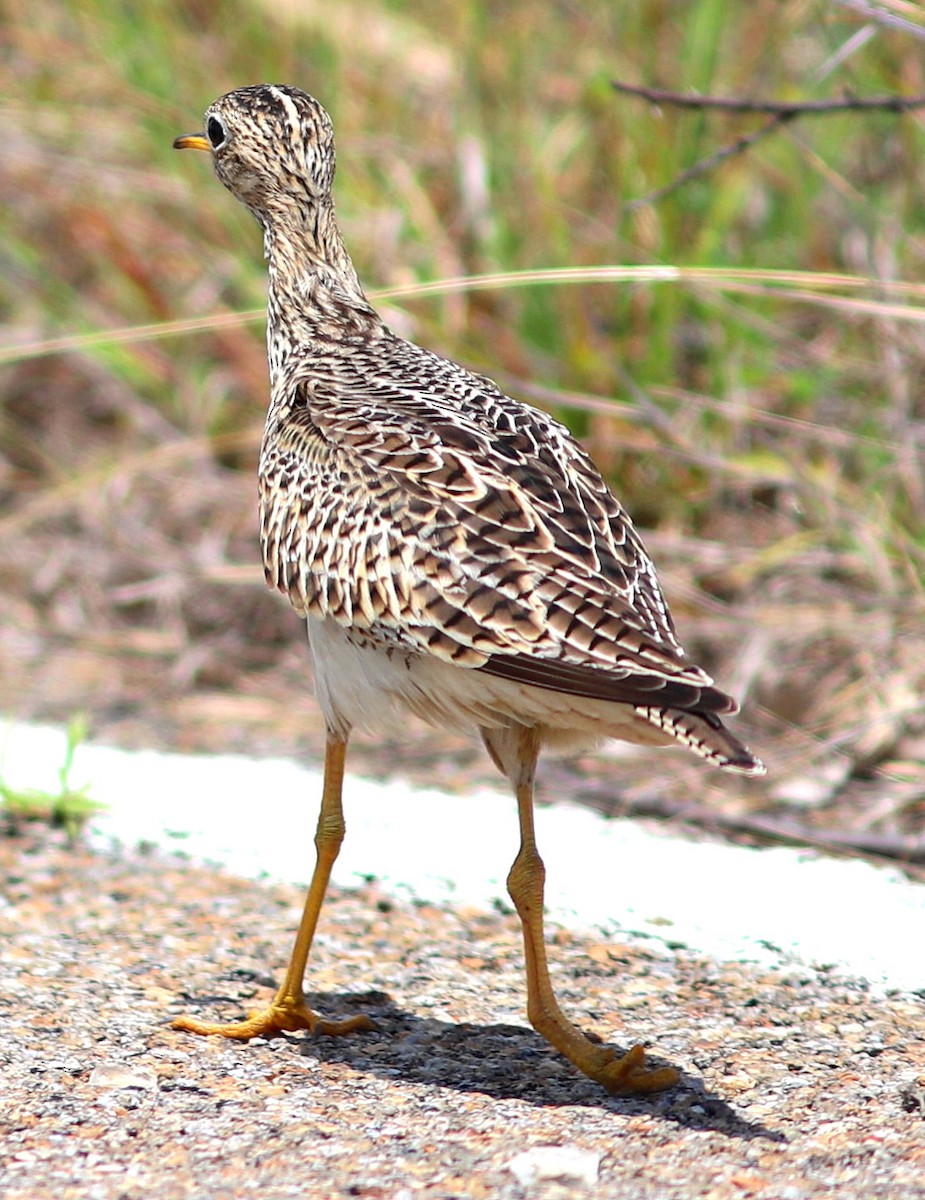 bartramie dlouhoocasá - ML635934925