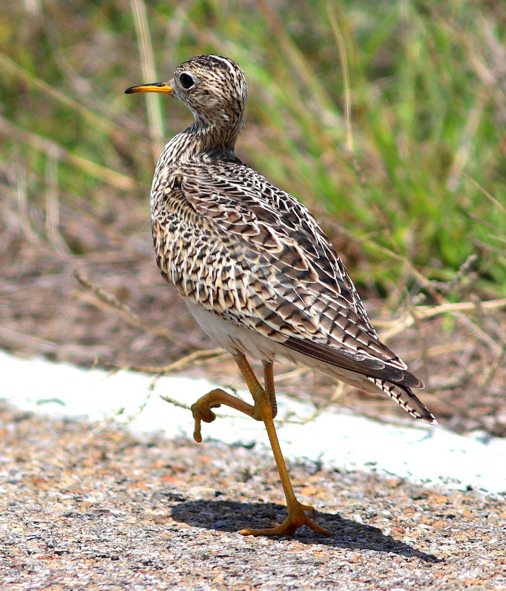 bartramie dlouhoocasá - ML635934926