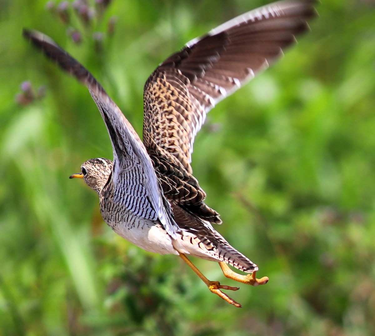 bartramie dlouhoocasá - ML635934927