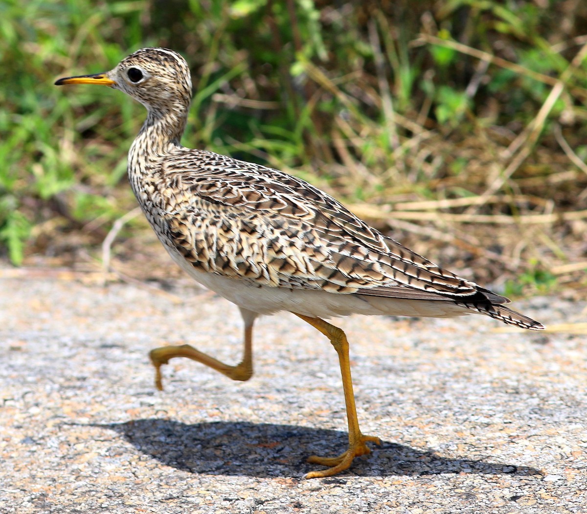 bartramie dlouhoocasá - ML635934928