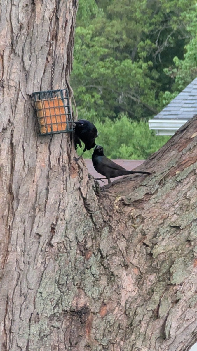 Common Grackle - ML635934949