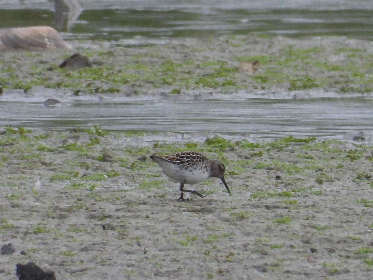 Broad-billed Sandpiper - ML635934984