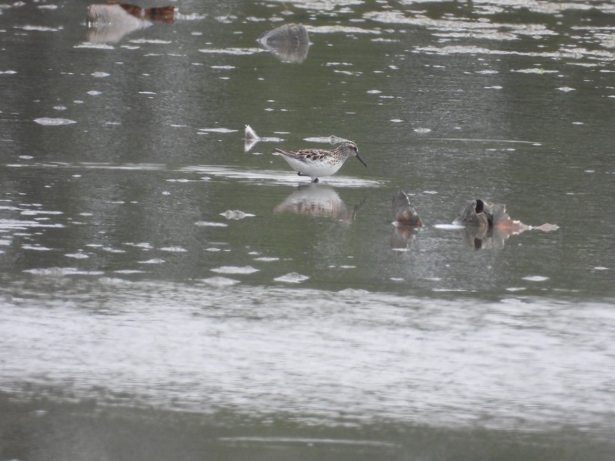 Broad-billed Sandpiper - ML635934985