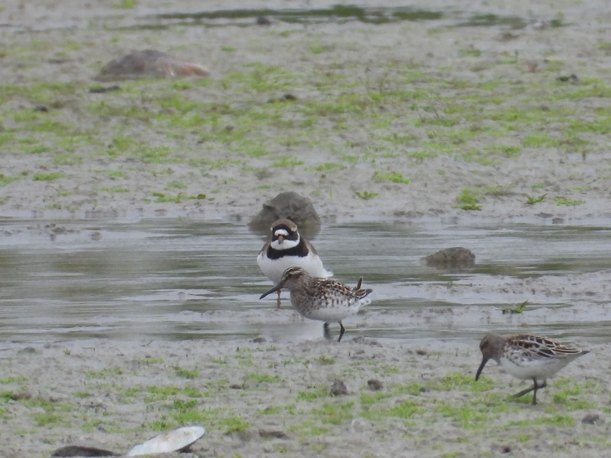 Broad-billed Sandpiper - ML635934986