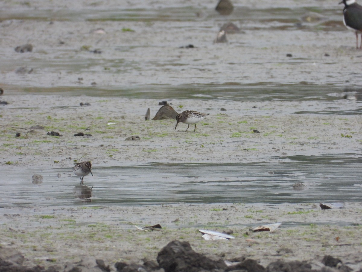 Broad-billed Sandpiper - ML635934987