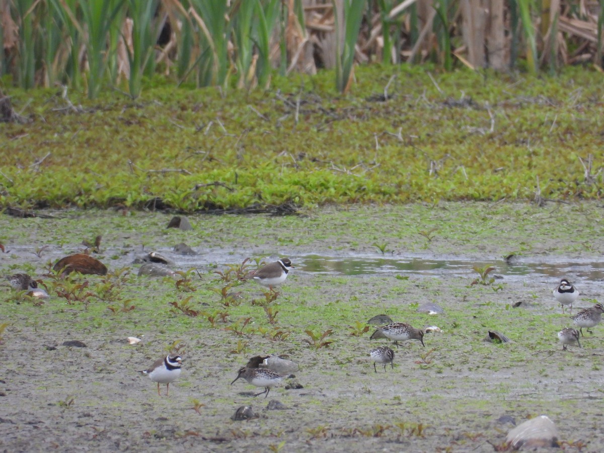 Broad-billed Sandpiper - ML635934988