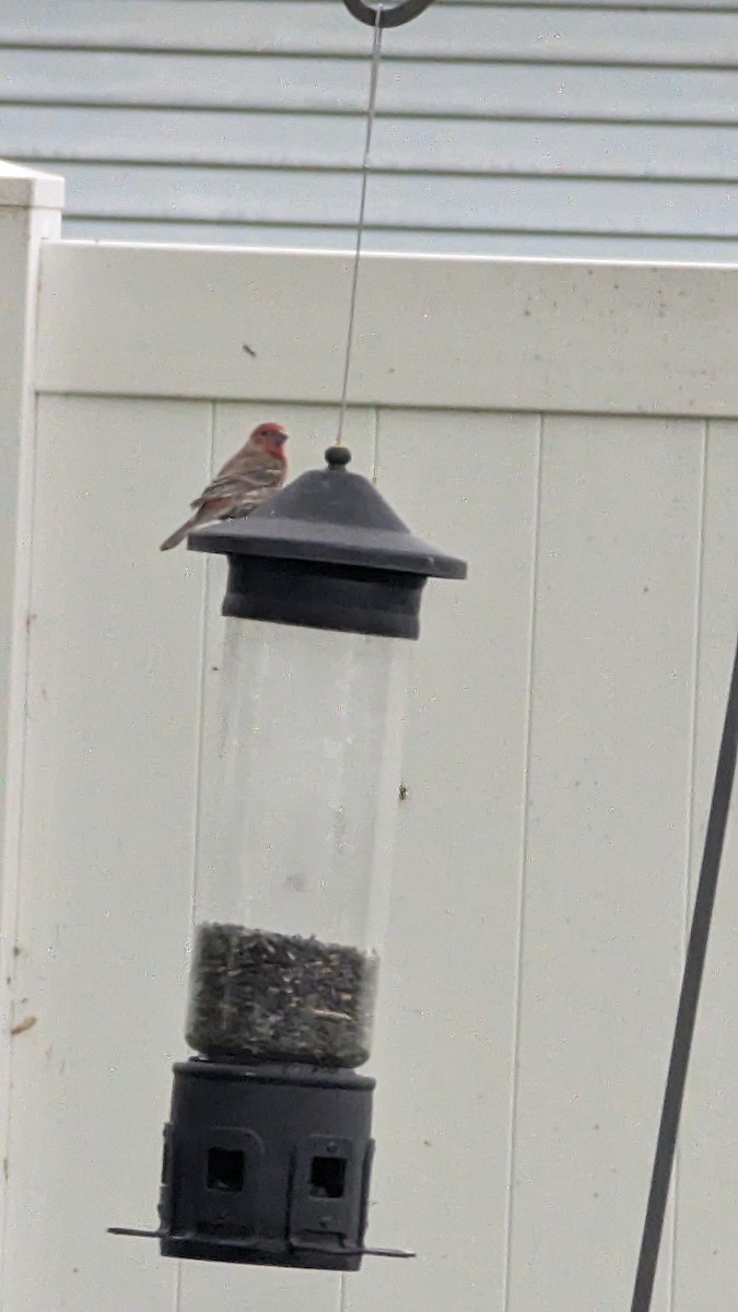 House Finch - ML635934998