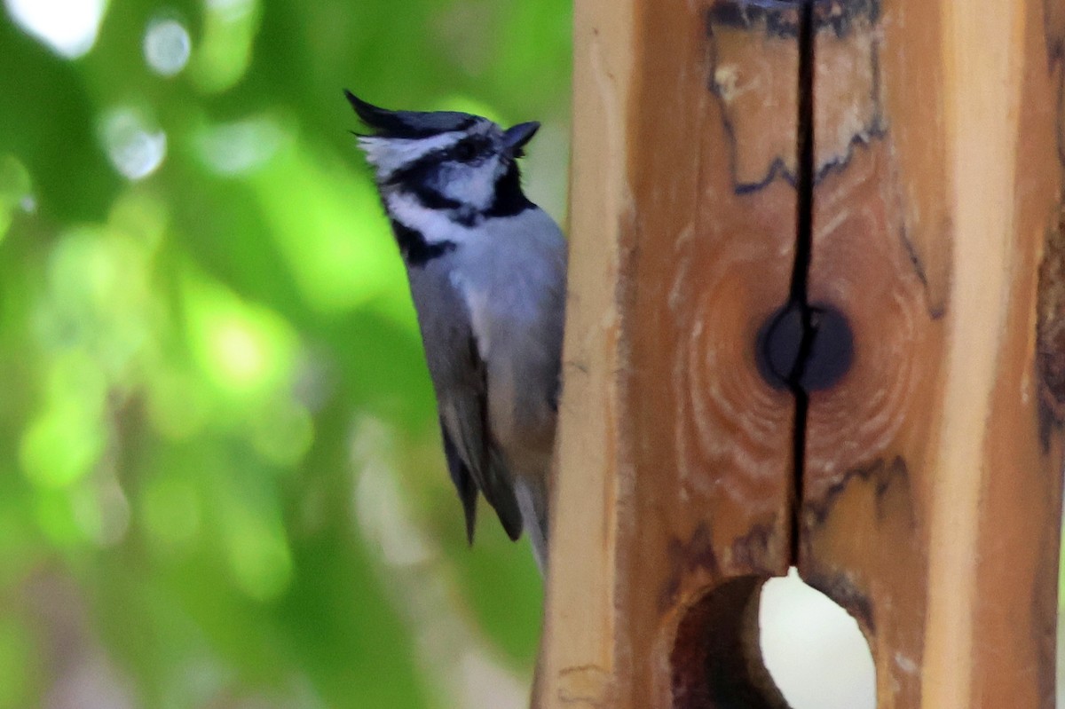 Bridled Titmouse - ML635935124