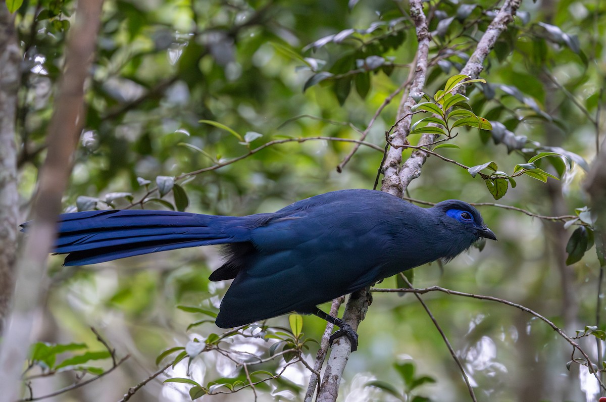 Blue Coua - ML635935203