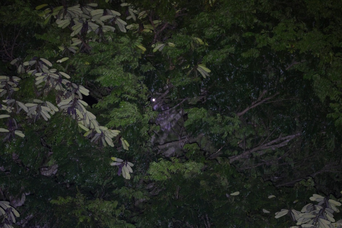 Great Horned Owl - ML635935207