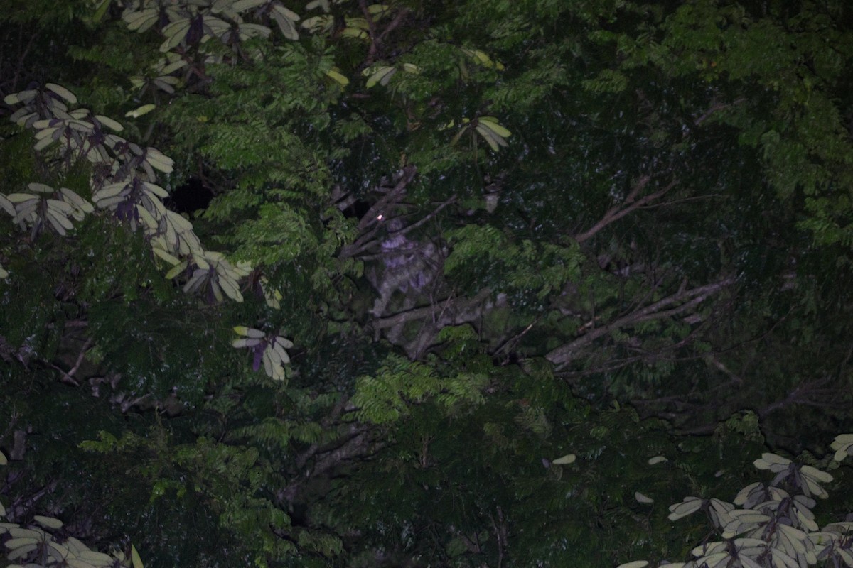 Great Horned Owl - ML635935208