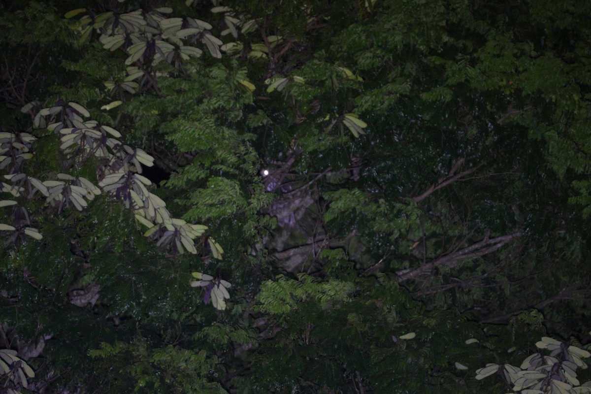 Great Horned Owl - ML635935209