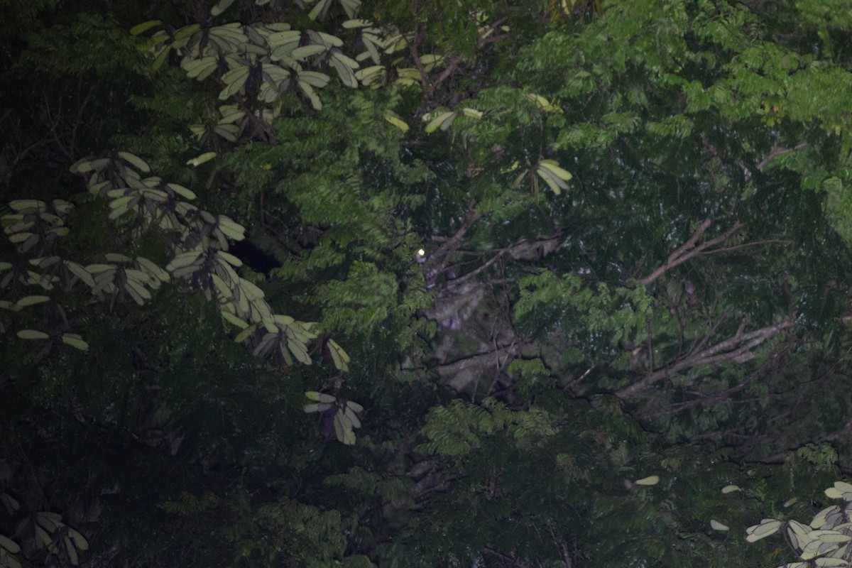 Great Horned Owl - ML635935210