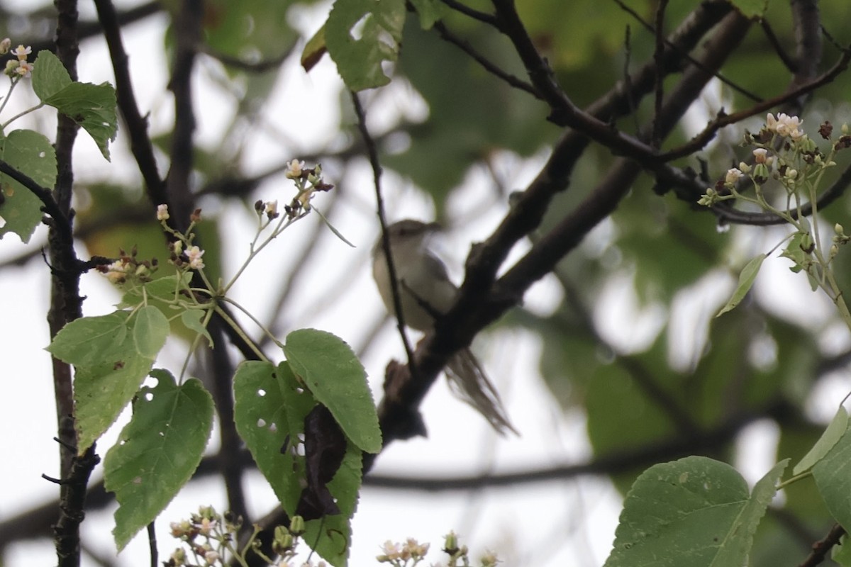 Brown Prinia - ML635935244