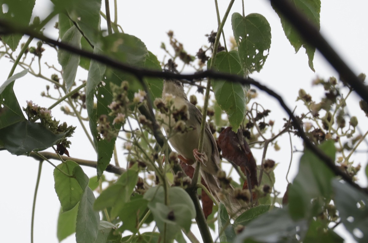 Brown Prinia - ML635935245