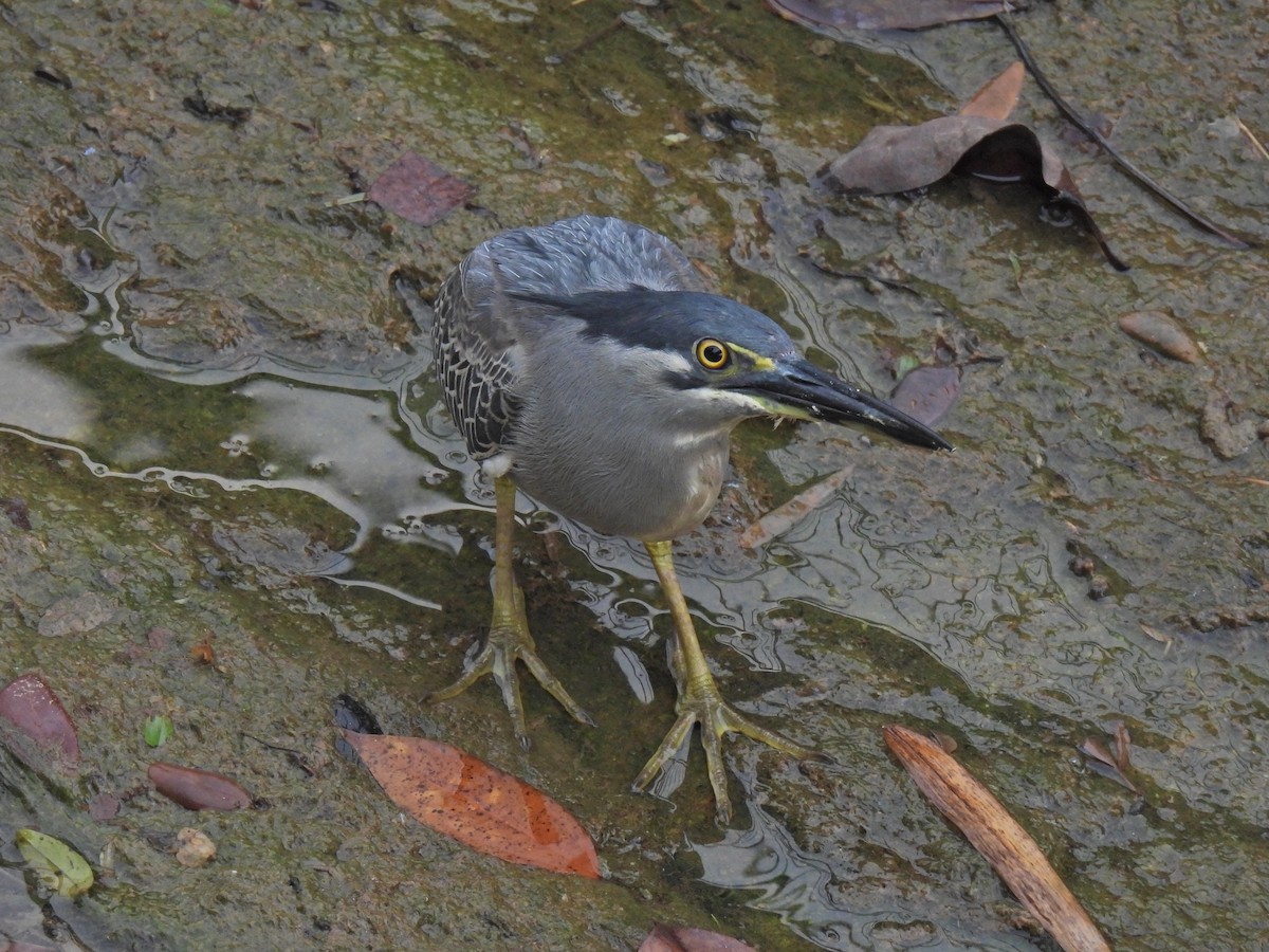Striated Heron - ML635935319