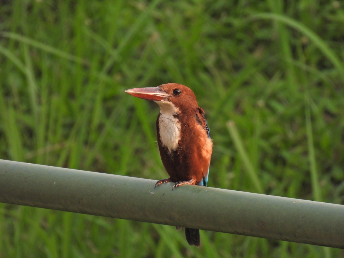 White-throated Kingfisher - ML635935332