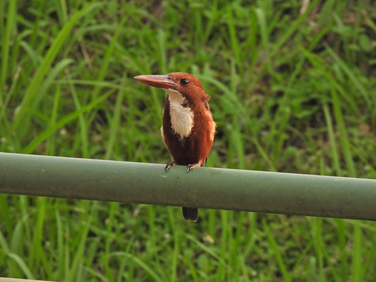 White-throated Kingfisher - ML635935333