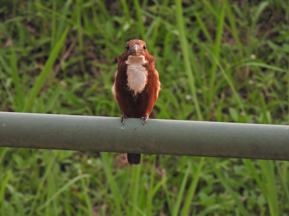 White-throated Kingfisher - ML635935336