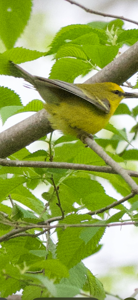 Blue-winged Warbler - ML635935409