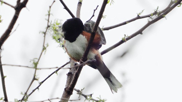Eastern Towhee - ML635935449